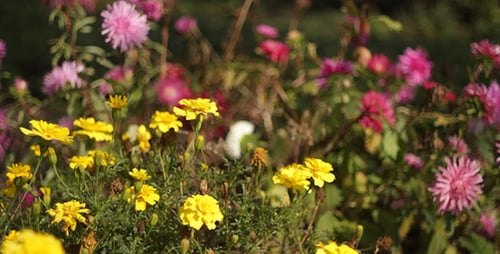 Close View of Colorful Flowers in a Garden