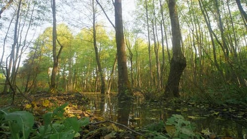 Bäume im Wasser in Mysterious Mirror Pond, Beaver Backwater
