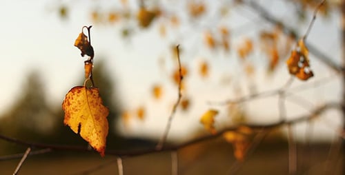 Yellow Autumn Leaves