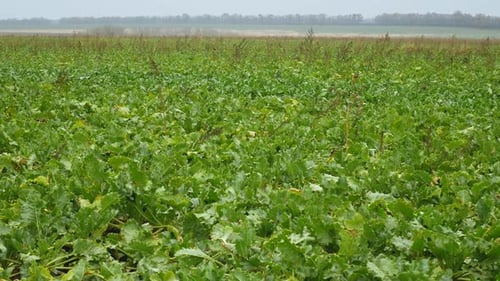 Raw Sugar Beets on Organic Field