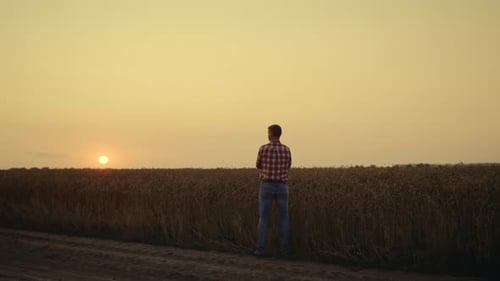 Silhouette Farmer Agronomist Looking Harvest at Sunset Wheat Barley Field Alone