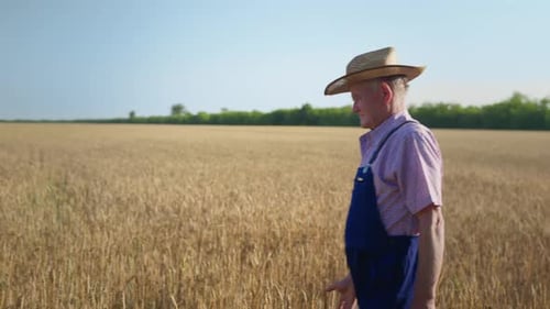 Agriculture, Old Male Farmer in Straw Hat Inspects Ears of Wheat on Field During New Harvest