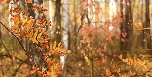 Autumn Yellow Falling Leaves