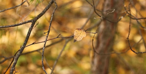Single Leaf Hanging on Tree Branch in Autumn