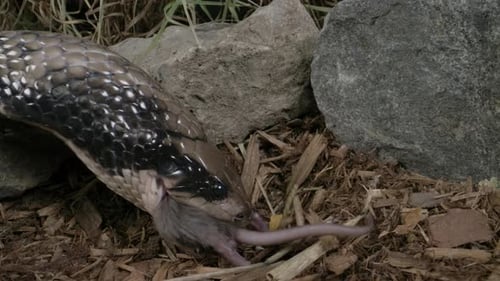 Falsche Wasserkobra frisst eine Maus