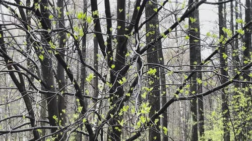 Branches of a Trees Start Blossoming in Wild Park in Rainy Weather Small Green Leaflets on Black