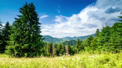 Wonderful Forest and Grassy Meadow at Sunset