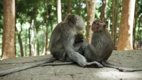 monkey in the jungle, monkey eats