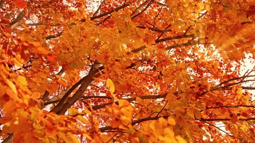 Rayons de soleil éclatant traversant d'épaisses feuilles dorées