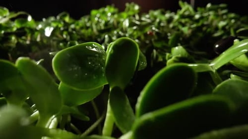 Greenhouse of Microgreen Farm Products Healthy Nutrition