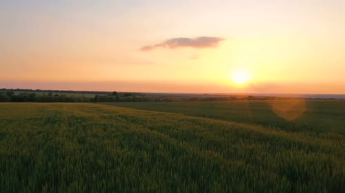 Evening Wheat Field 28