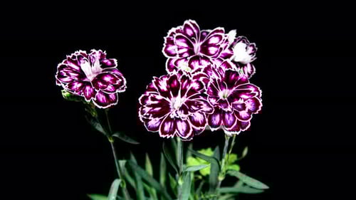 Blooming Flowers Time Lapse on Black Background