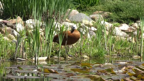 Ruddy Shelduck Standing Next to Pond