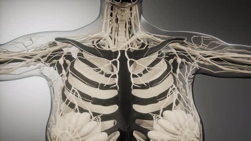 3D Animation of Female Torso Lymphatic System