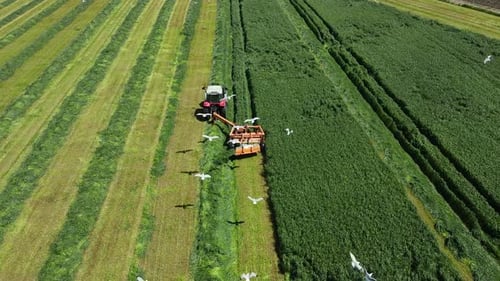 Landwirtschaft und Vögel