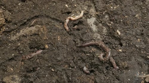 Lumbricus terrestris Erdwurm versteckt sich im Boden 4K-Aufnahmen
