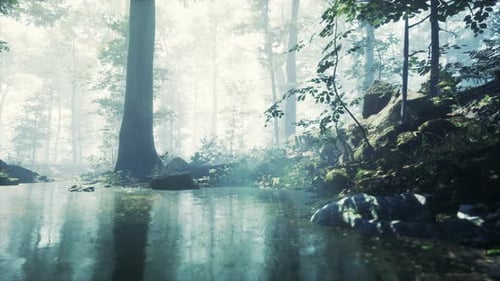 Forest with Pond and Mist with Sunrays