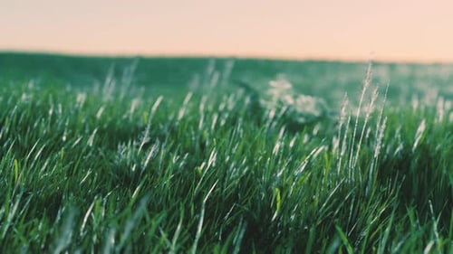 Fond de printemps doux et défocalisé avec une herbe verte luxuriante