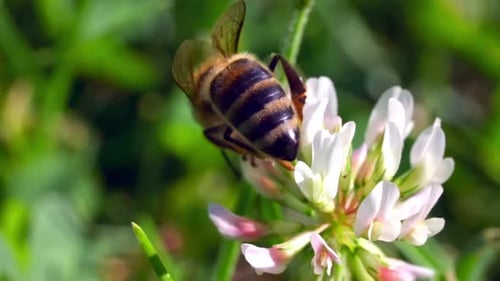 Bee Pollinating White Flower in Spring Meadow