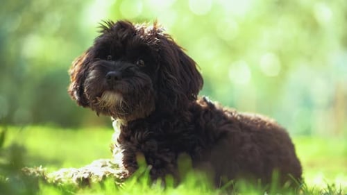 A little baby puppy dog is sitting and playing in a sunny garden with green grass and trees. Happy f