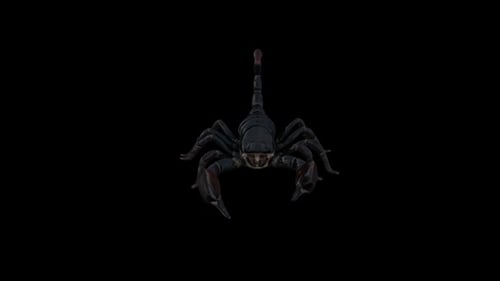 3D Animated Realistic Scorpion Walking Forward on Alpha Channel