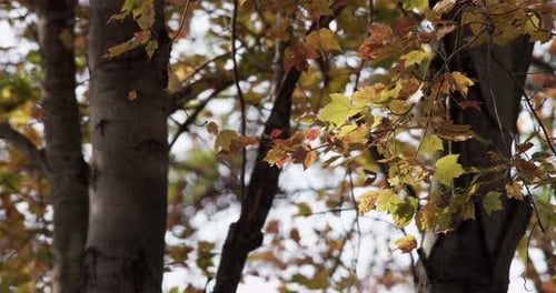 Natur 082