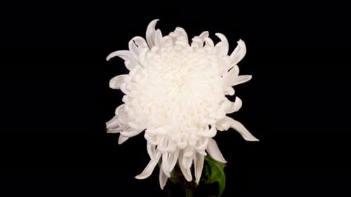 Close Up of White Flower Blooming on Black
