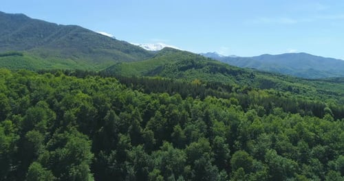 Dense Green Forest Under Snowy Mountains in Sunny Spring Morning in Bulgaria