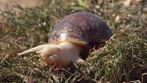 Afrikanische Riesenschnecke Achatina auf Gras