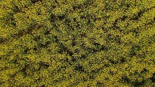 Yellow Canola Field Aerial Drone View
