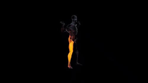 Human Skeleton with Glowing Muscles Performing Squat Exercise
