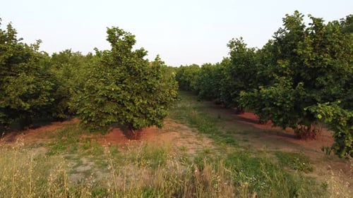 Hazelnuts Agriculture Organic Cultivation
