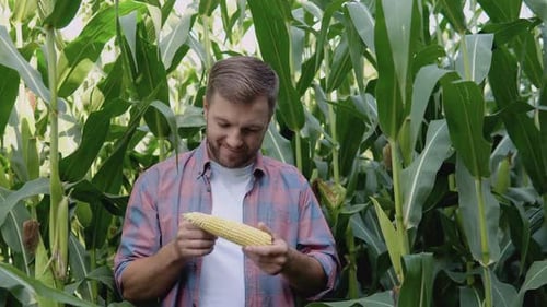A Young Happy Farmer Examines a Head of Corn in His Field