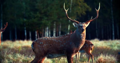Stunning Deer with Antlers Standing in Forest