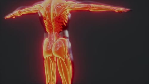 3D Human Muscular System Scan Animation