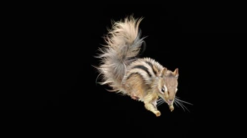 Chipmunk: Tanzen HD