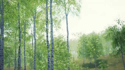 White Birch Trees in the Forest in Summer