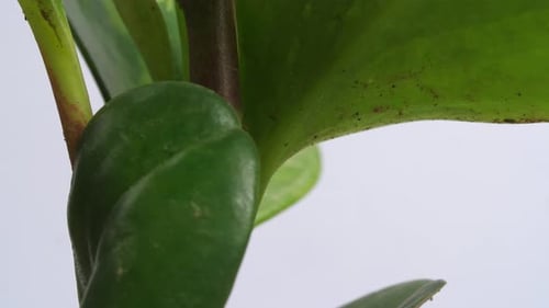 Close Up Of Rubber Plant Revolving Around Itself On The White Screen Background