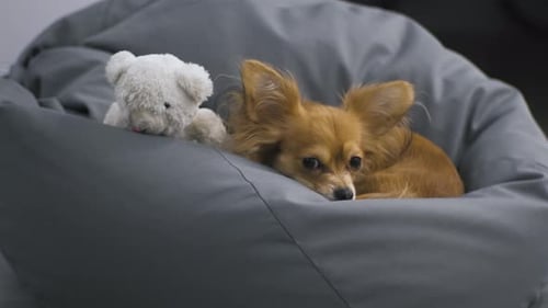 Chihuahua sleeping with teddy bear on beanbag