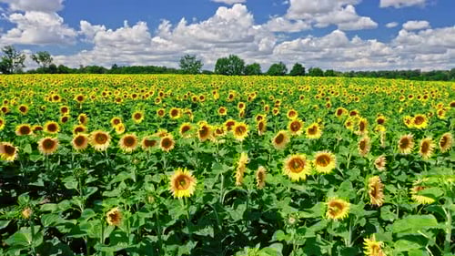 Aerial view of stunning sunflower field in summer