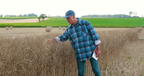 Man Inspecting Crops in Farm Field With Tablet