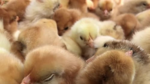 Lots of Little Chicks in a Box at the Agricultural Farm Video