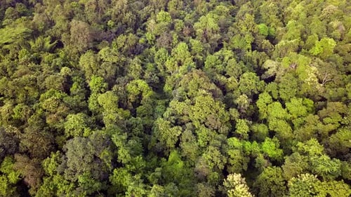 Aerial 4k footage from a drone above a tropical rain forest in Thailand.