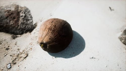 Brown Coconut on the Beach Sand