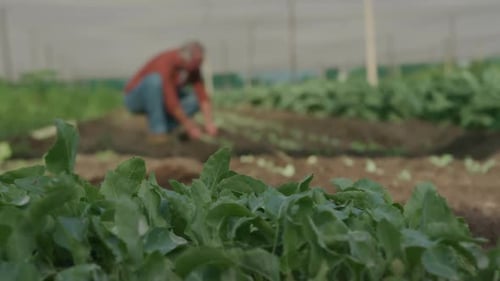 Mature man working on farm