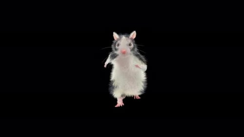 Funny Rat Character Dancing Loop Animation