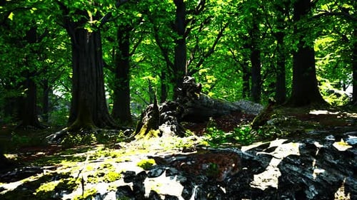 Forest Landscape with Old Massive Trees and Mossy Stones