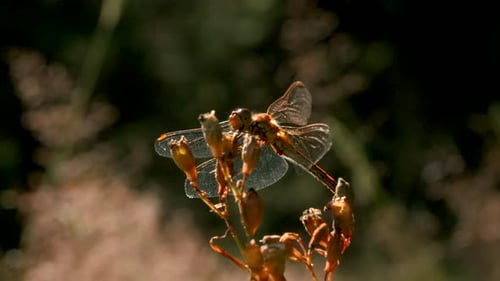 Les insectes en macrophotographie