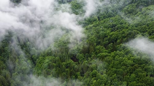 Coniferous Wet Dense Forest From a Aerial Bird's Eye View