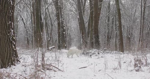 White Swiss Shepherd Dog Walking In Snowy Forest